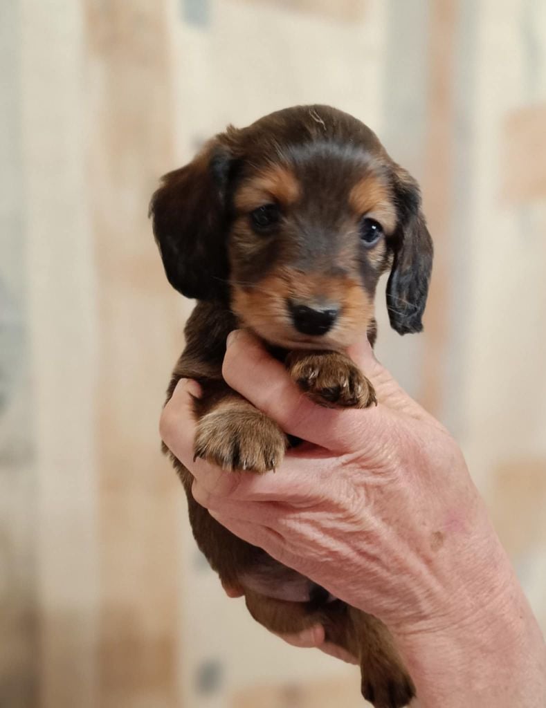 Des coeurs d'alène - Chiots disponibles - Teckel poil long