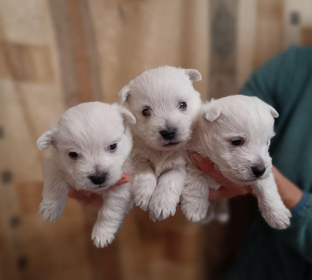 Des coeurs d'alène - Chiots disponibles - West Highland White Terrier