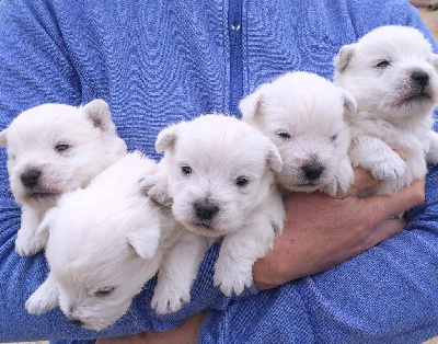 CHIOT 5