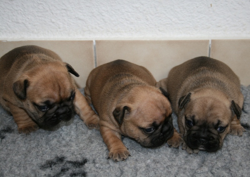 Des coeurs d'alène - Bouledogue français - Portée née le 17/10/2012