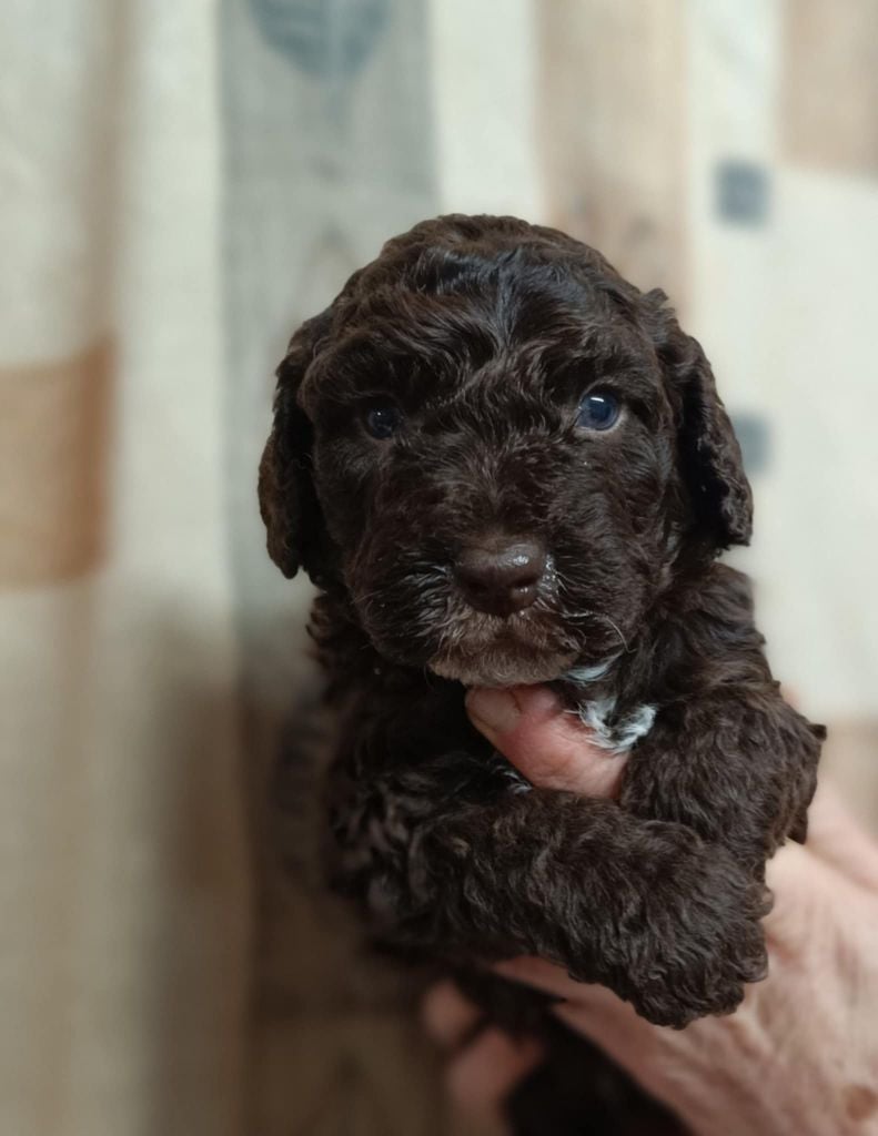 Des coeurs d'alène - Chiots disponibles - Chien d'eau espagnol