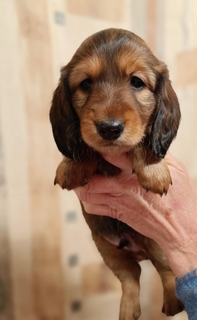 Des coeurs d'alène - Chiots disponibles - Teckel poil long