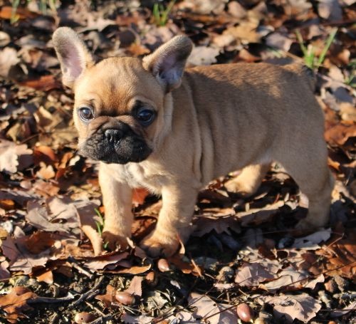 Des coeurs d'alène - Bouledogue français - Portée née le 06/10/2015