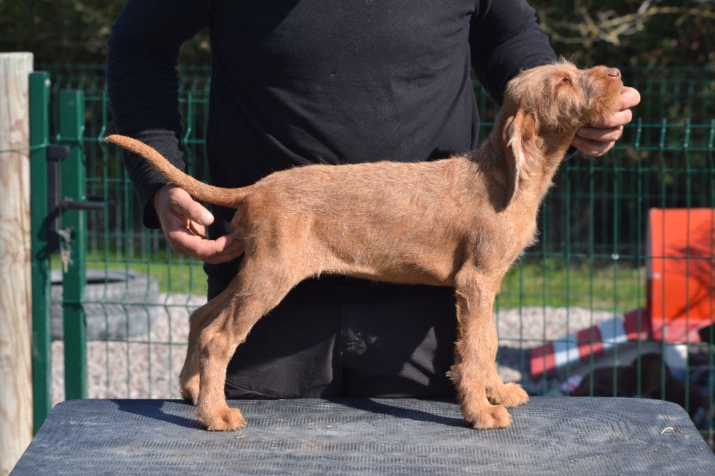 des Bois de la Fessille - Chiots disponibles