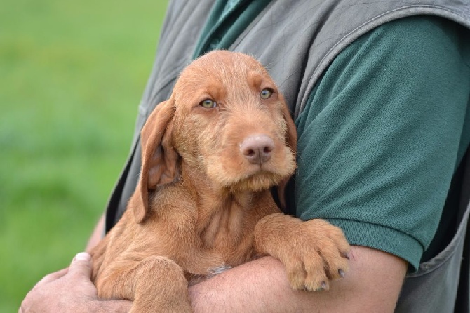 des Bois de la Fessille - Chiots disponibles