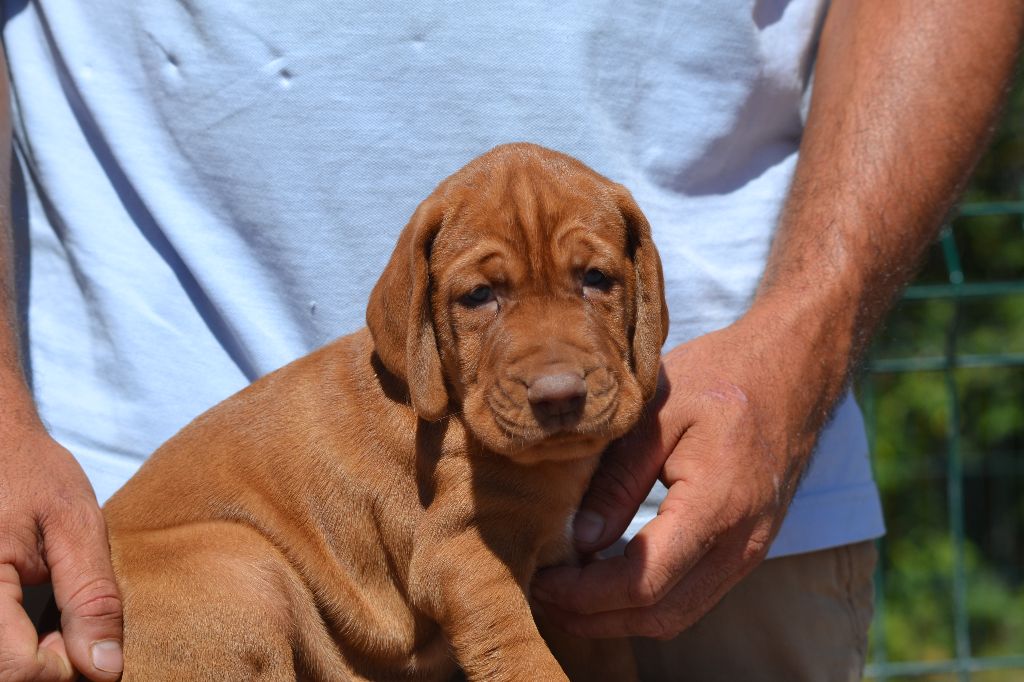 des Bois de la Fessille - Un chiot male disponible