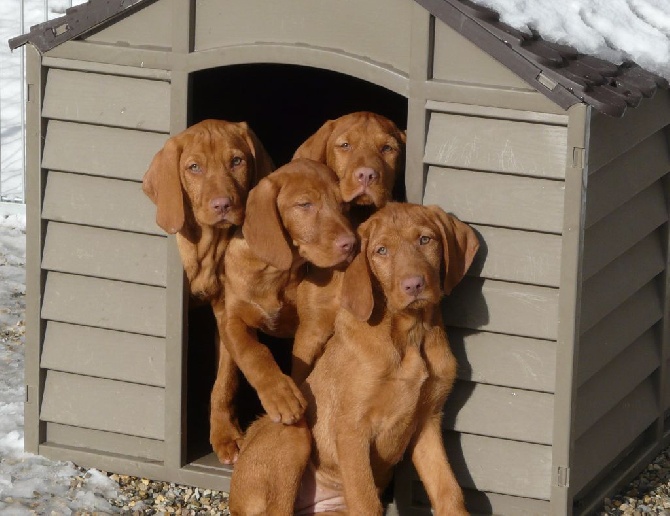 des Bois de la Fessille - Chiots à réserver