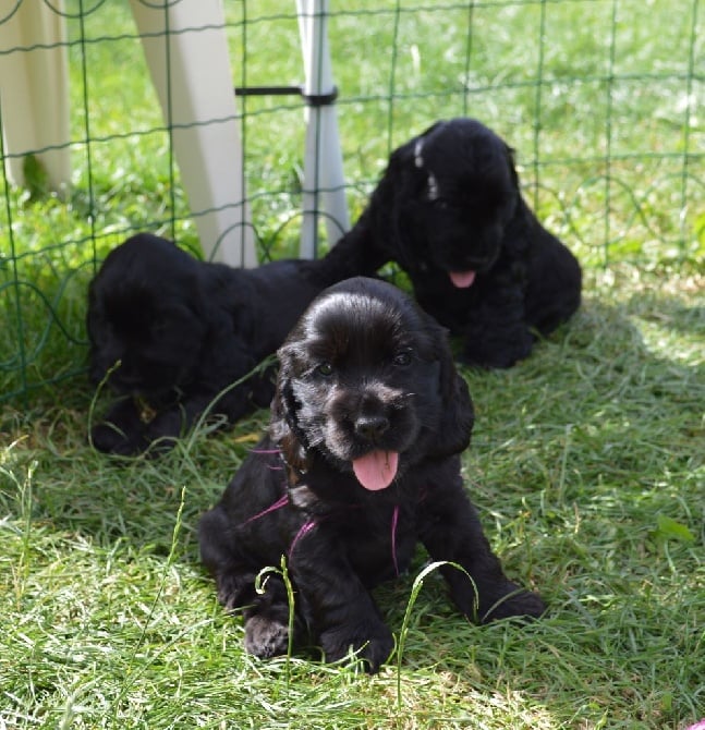 bébés de Frimusse et Hermés junior