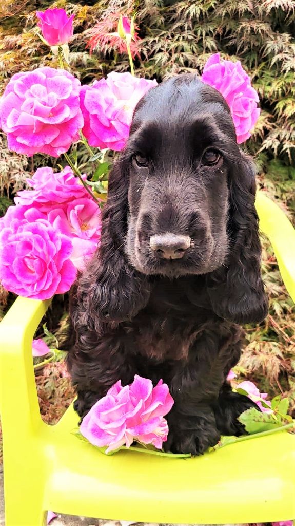 de la constellation de Stone - chiots disponibles