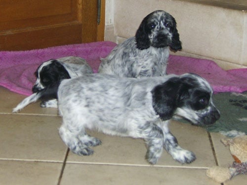 Chiot Cocker Spaniel Anglais d'Al Ma Mour