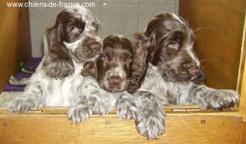 Chiot Cocker Spaniel Anglais d'Al Ma Mour