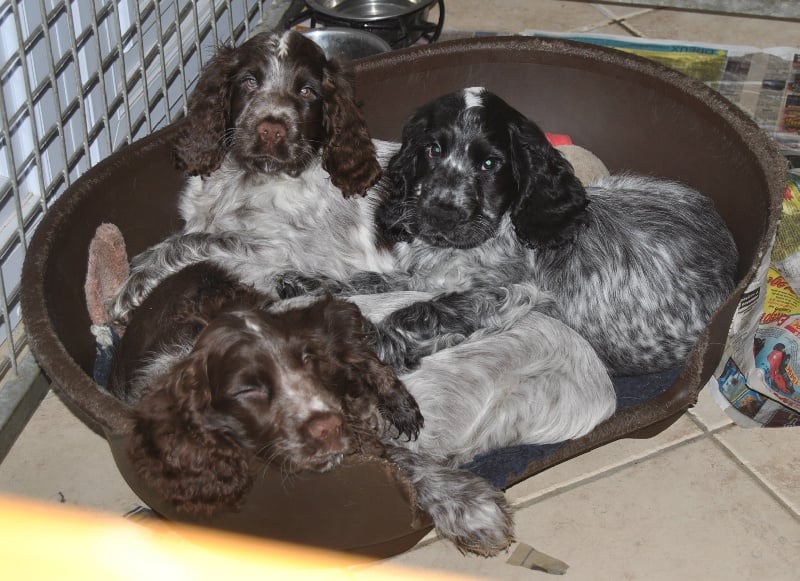 d'Al Ma Mour - Cocker Spaniel Anglais - Portée née le 21/12/2011