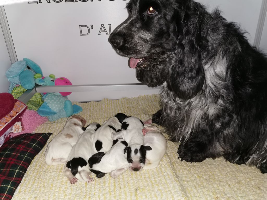 Chiot Cocker Spaniel Anglais d'Al Ma Mour