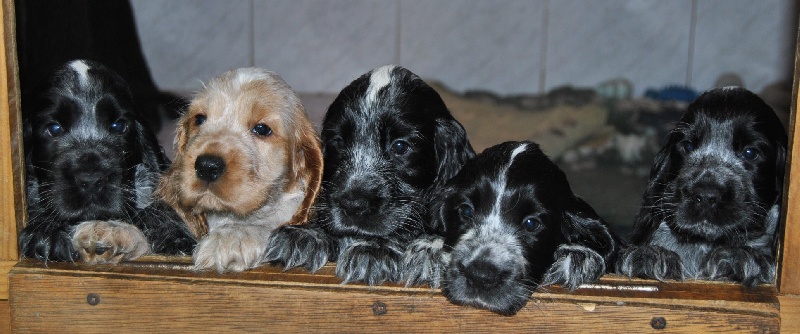 Chiot Cocker Spaniel Anglais d'Al Ma Mour