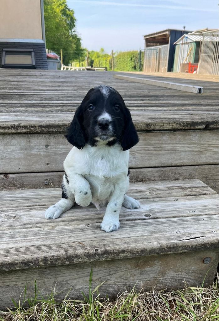 du roi morvan - English Springer Spaniel - Portée née le 29/03/2024