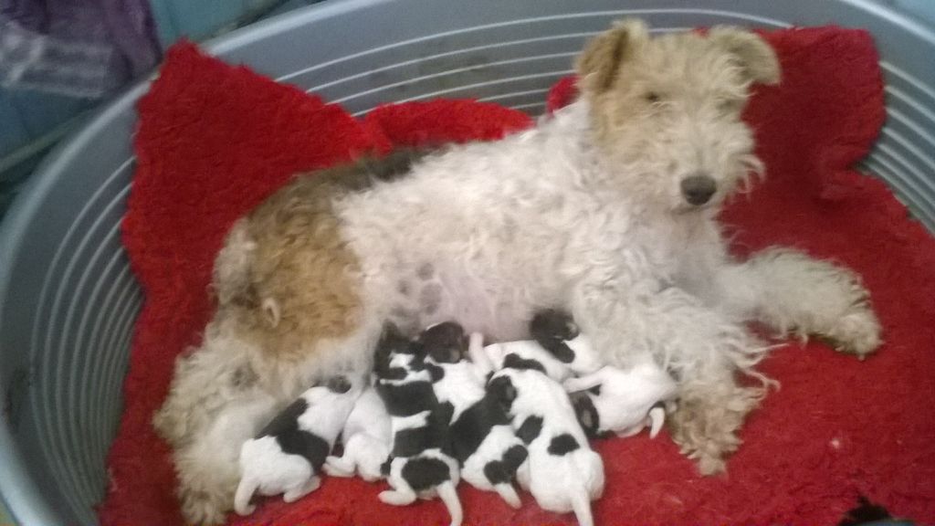 De la rose magique - Fox Terrier Poil Dur - Portée née le 04/07/2018