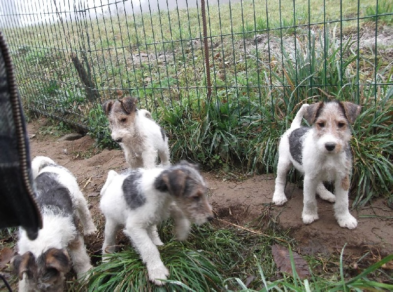 De la rose magique - Fox Terrier Poil Dur - Portée née le 30/09/2016