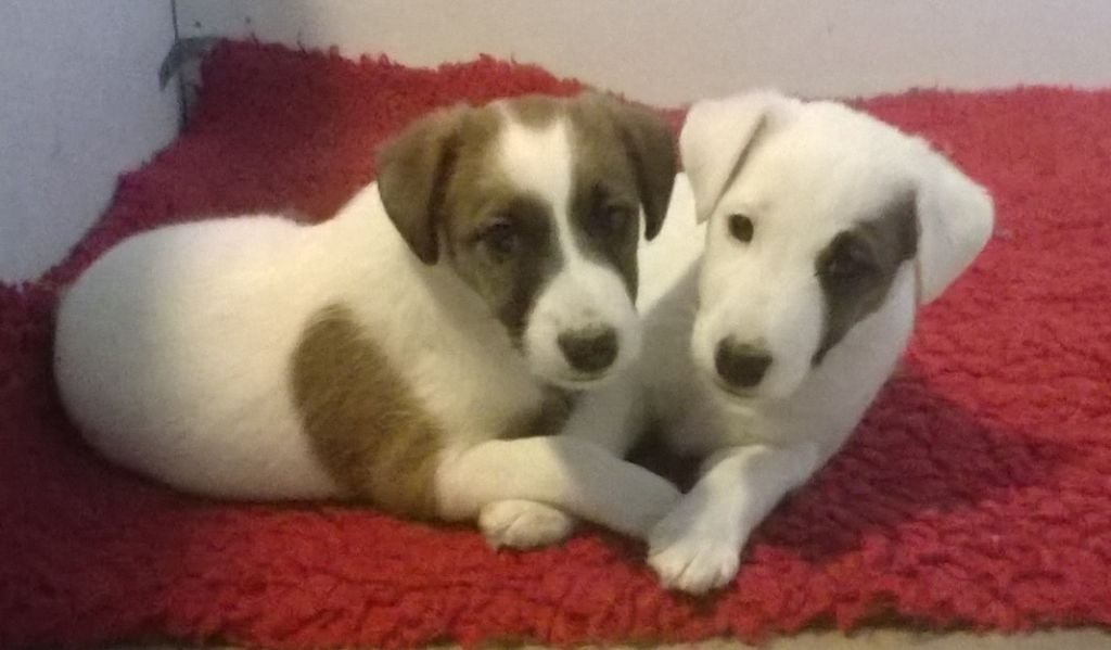 Chiot Fox Terrier Poil lisse De la rose magique