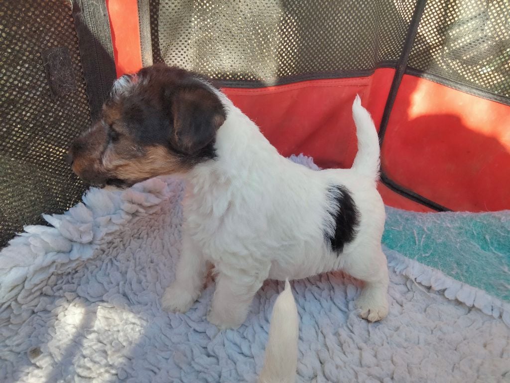 De la rose magique - Chiots disponibles - Fox Terrier Poil Dur