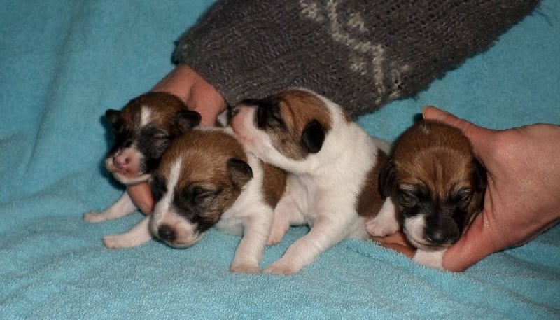 Chiot Fox Terrier Poil lisse De la rose magique