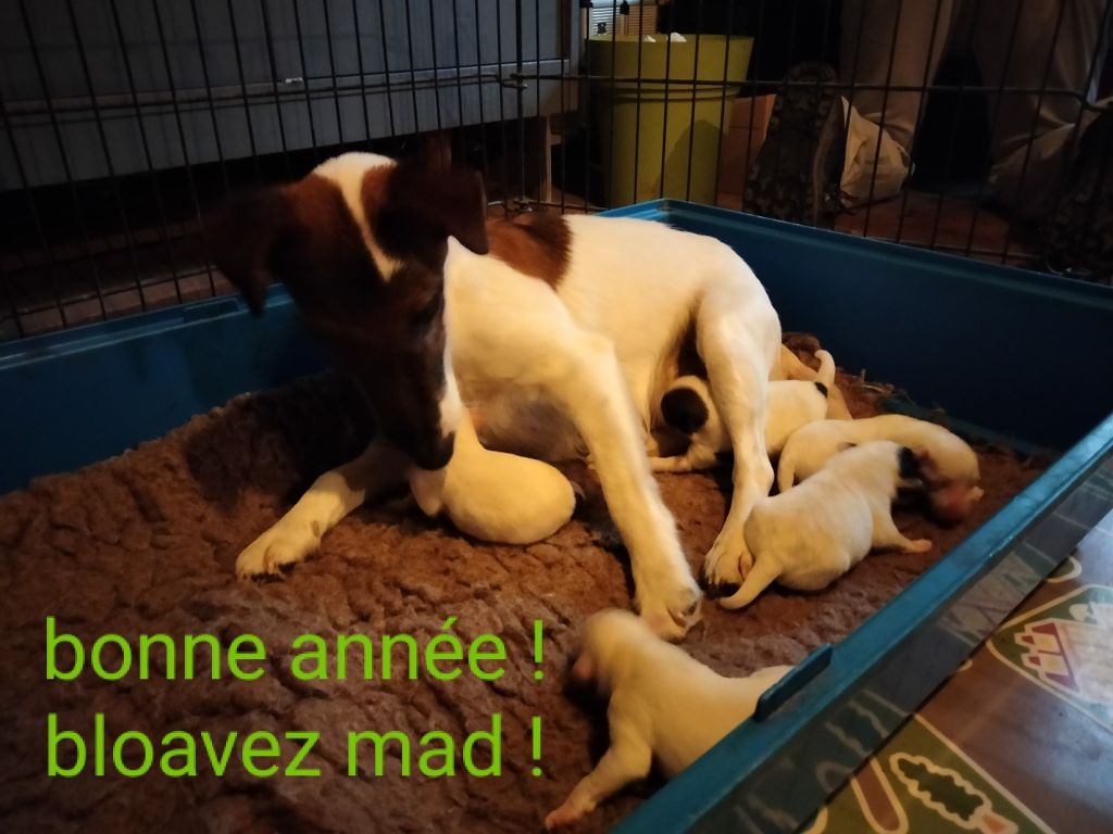 Chiot Fox Terrier Poil lisse De la rose magique