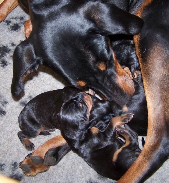 Chiot Dobermann De la rose magique