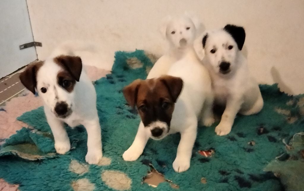 Chiot Fox Terrier Poil lisse De la rose magique