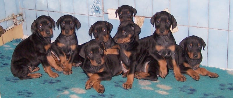 De la rose magique - Dobermann - Portée née le 25/12/2012