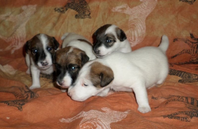 Chiot Fox Terrier Poil lisse De la rose magique