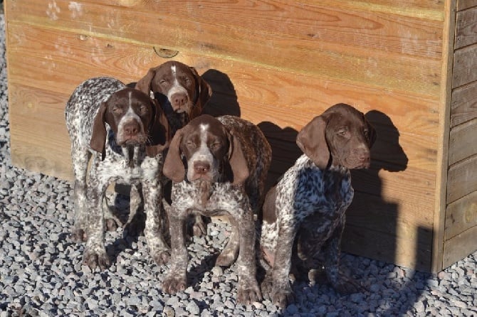 Du Rio Parana - Chiots disponibles