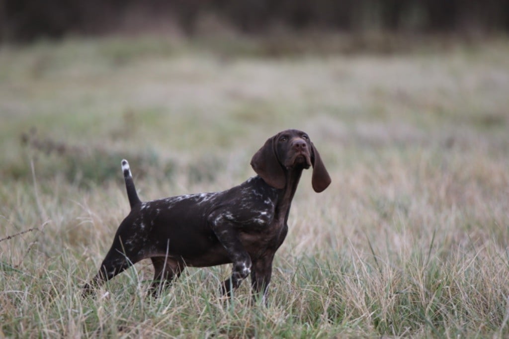 Chiot mâle disponible 