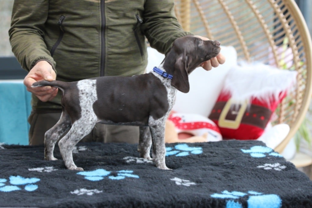 Du Rio Parana - Chiots disponibles - Braque allemand à poil court