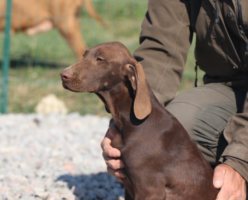 Du Rio Parana - Chiots disponibles - Braque allemand à poil court