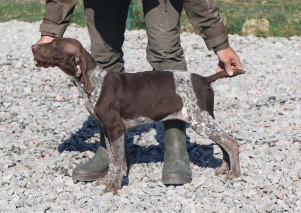 Du Rio Parana - Chiots disponibles - Braque allemand à poil court