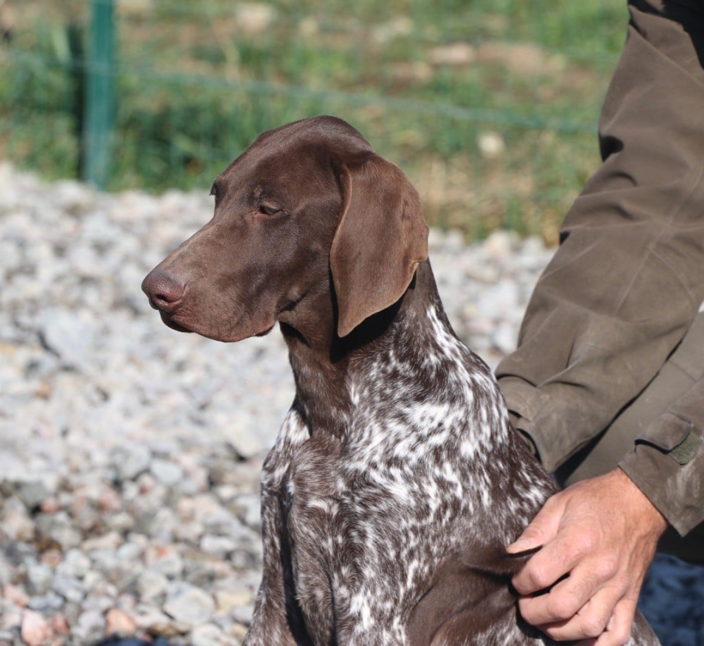 Du Rio Parana - Chiots disponibles - Braque allemand à poil court