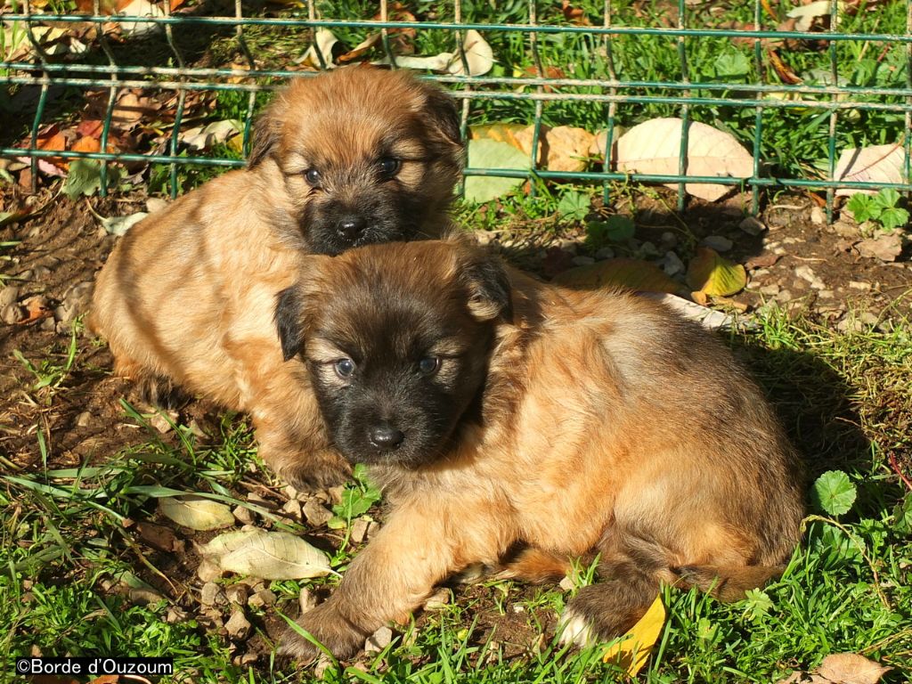 De la borde d'ouzoum - Chiots disponibles - Berger des Pyrenees à poil long