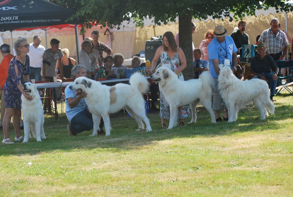 Du Grand Seigneur Des Pyrénées -  Exposition canine de Cressat  2018