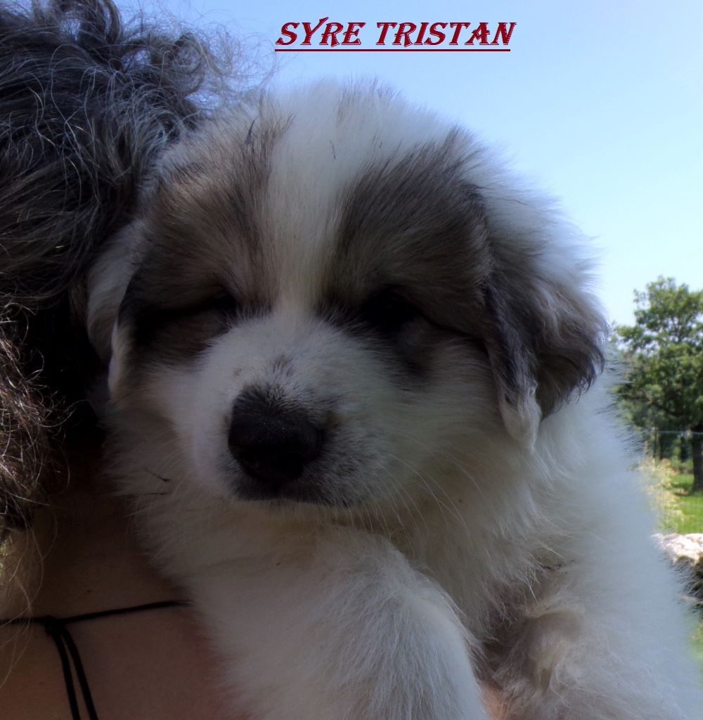 Du Grand Seigneur Des Pyrénées - Chien de Montagne des Pyrenees - Portée née le 07/06/2021