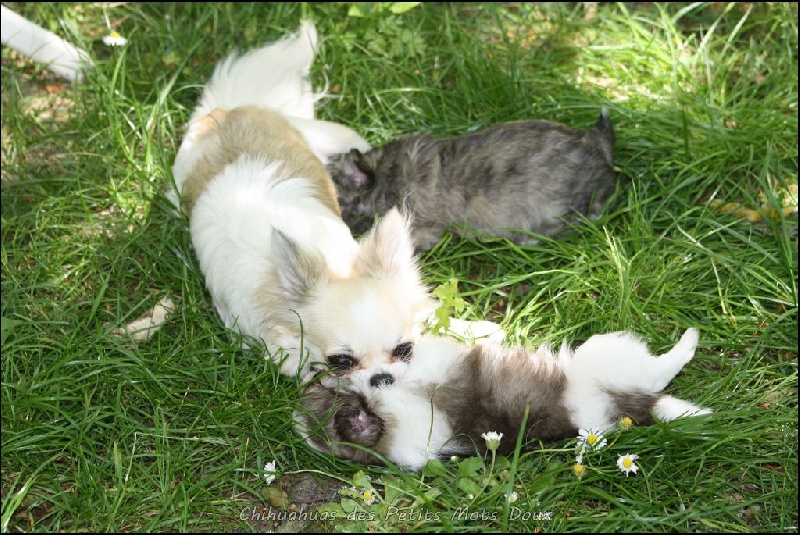 Chiot Chihuahua des Petits Mots Doux