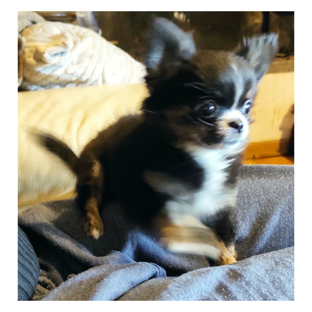 Chiot Chihuahua des Petits Mots Doux