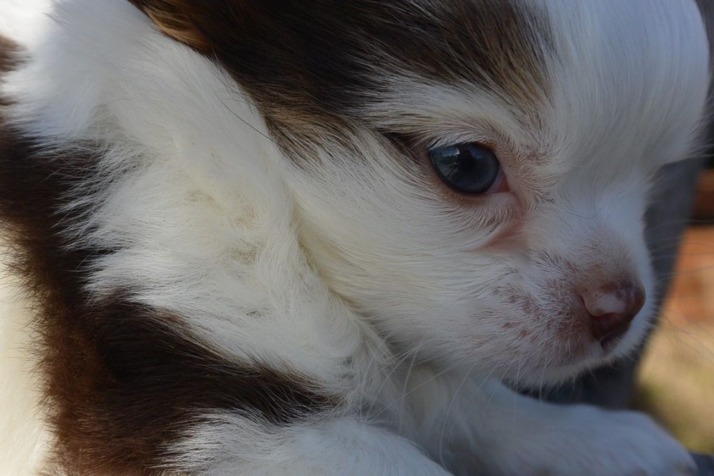 des Petits Mots Doux - Chihuahua - Portée née le 13/10/2019