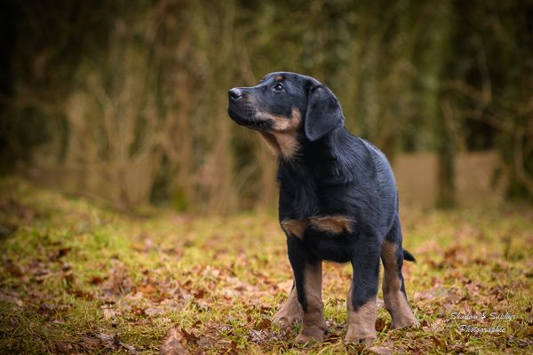 Du Royaume De Galadriel - Chiots disponibles - Berger de Beauce