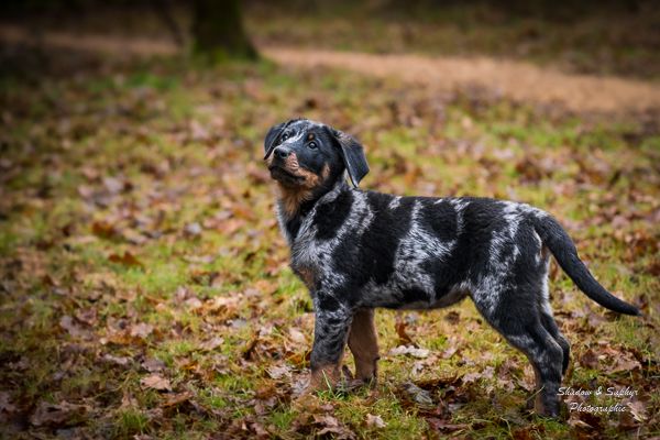 Du Royaume De Galadriel - Chiots disponibles - Berger de Beauce