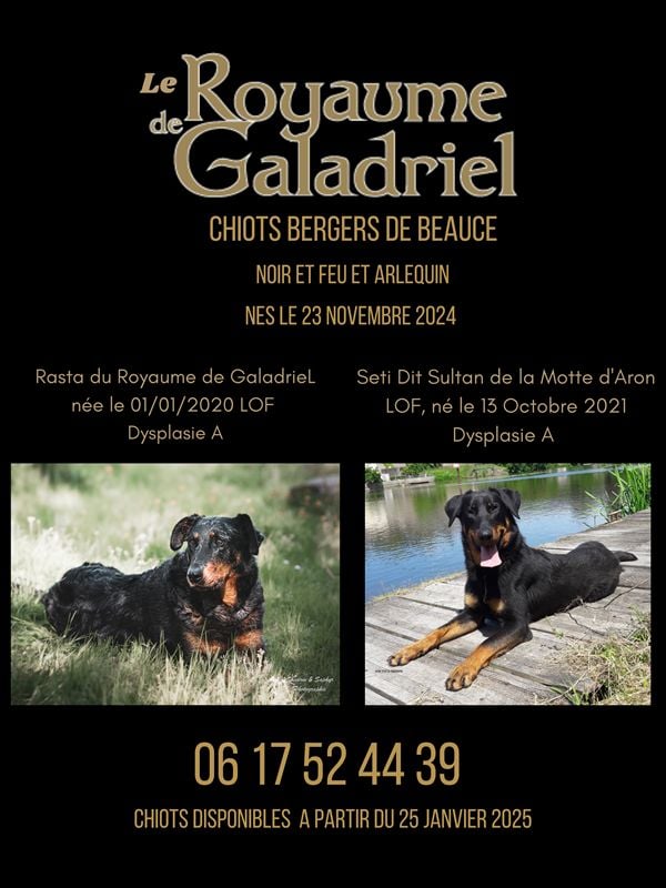 Du Royaume De Galadriel - Berger de Beauce - Portée née le 23/11/2024