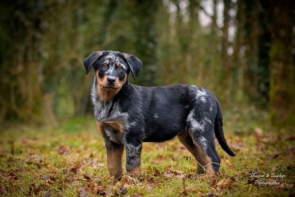 Du Royaume De Galadriel - Chiots disponibles - Berger de Beauce