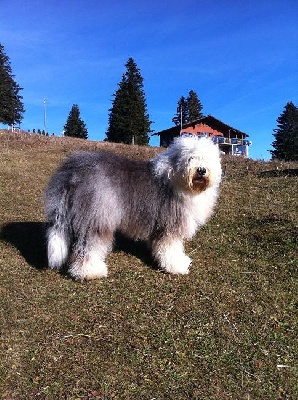 From Beautiful Side Of The Lead - Lloyd in Swizerland's Mountains