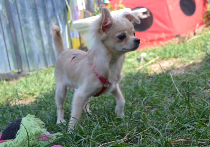 Chiot Chihuahua Of Tse Yang