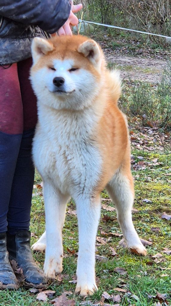 Des Terres Du Razès - Chiots disponibles - Akita