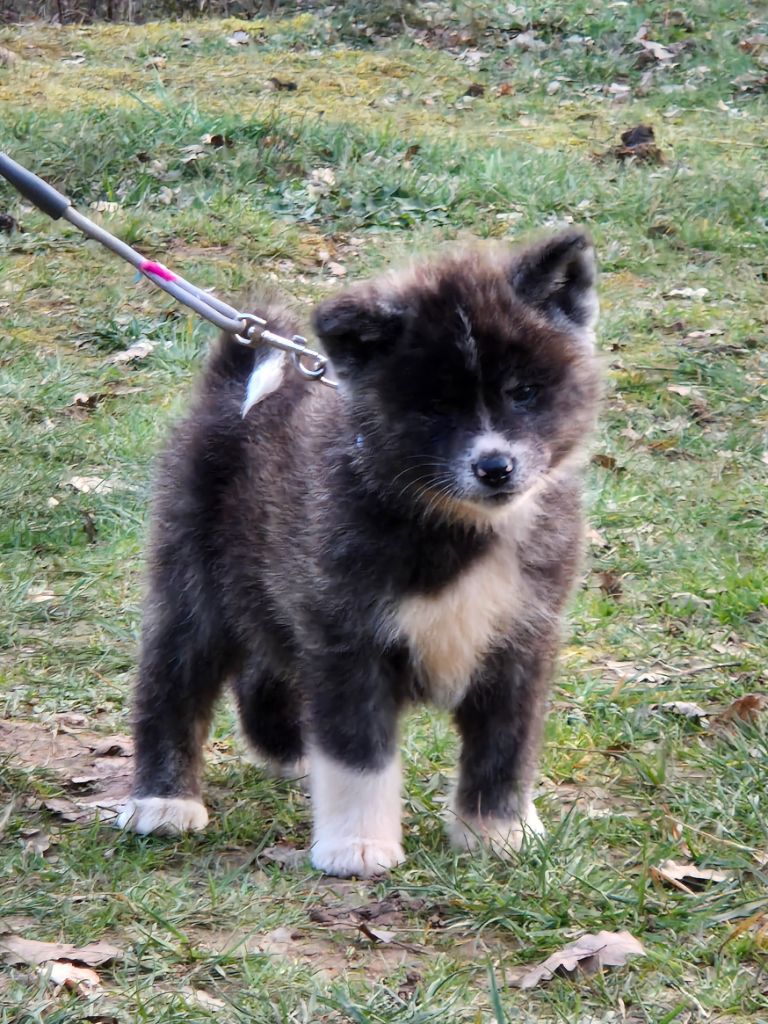 Des Terres Du Razès - Chiots disponibles - Akita