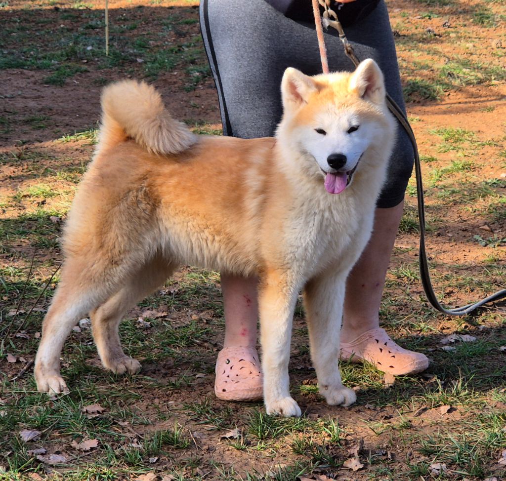 Des Terres Du Razès - Chiots disponibles - Akita